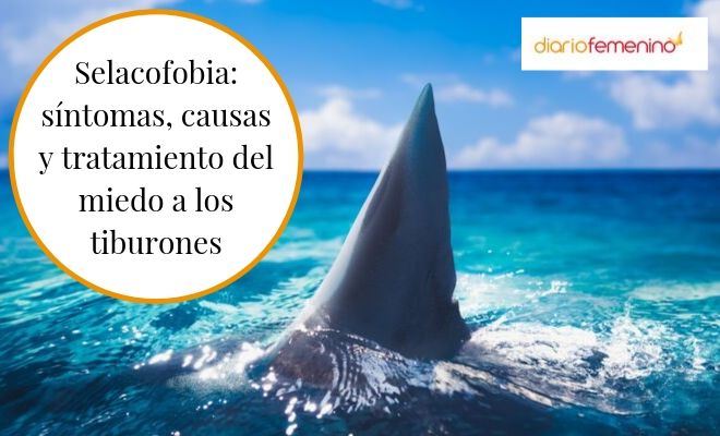 Selacofobia: miedo a los tiburones